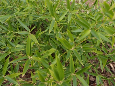 Phyllostachys parvifolia